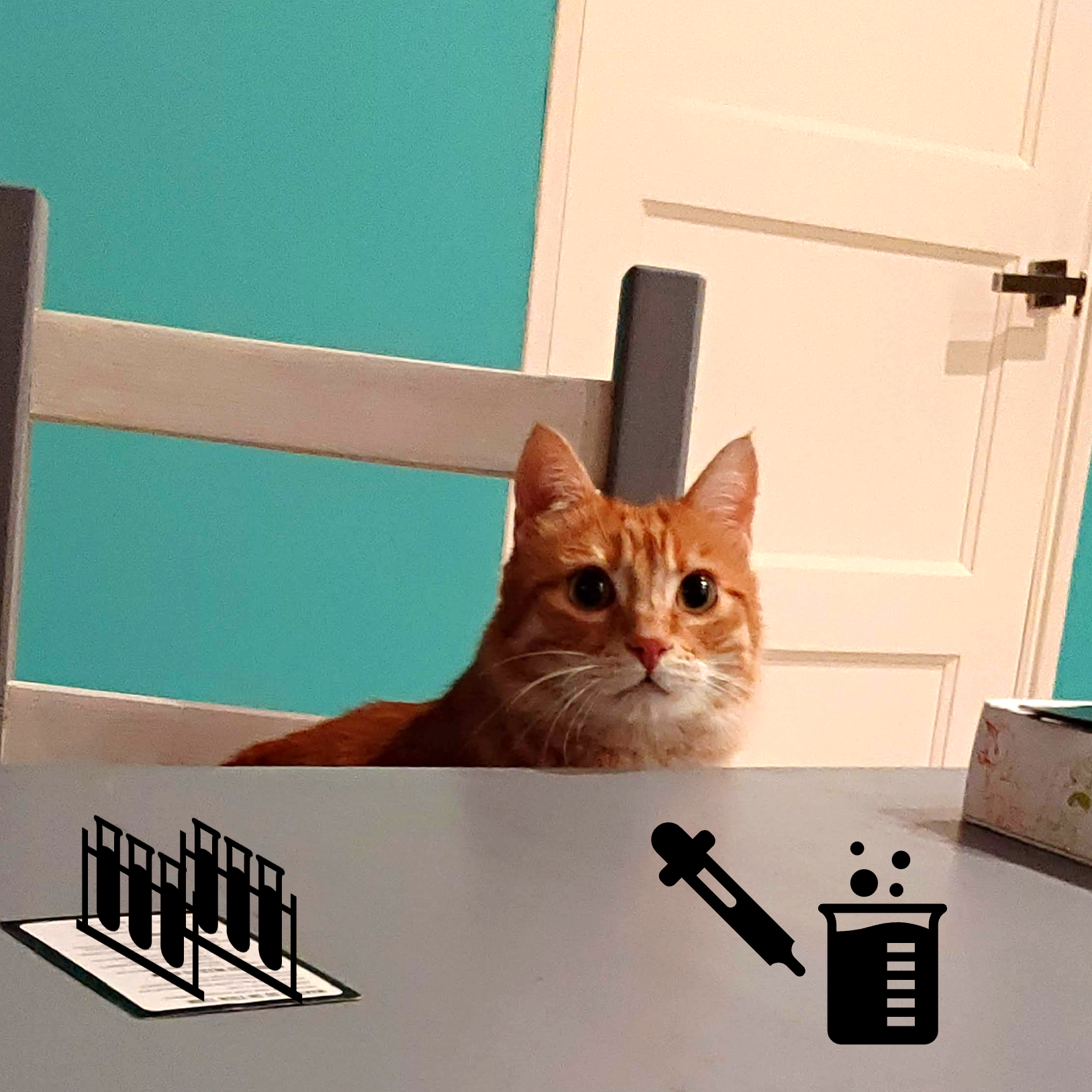 gatto sandra ppt