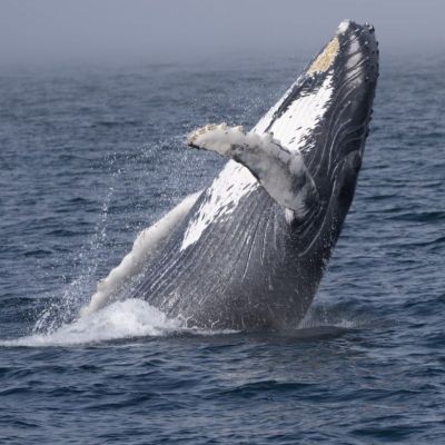 News whale